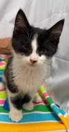 Corey - Petsmart