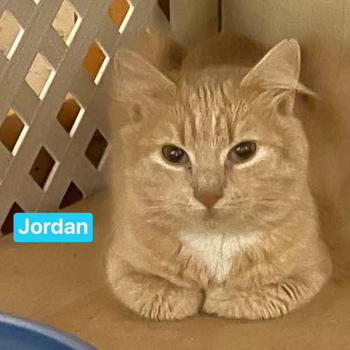 Jordan - Not At the Shelter