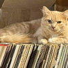 Jordan - Not At the Shelter