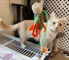 Jordan - Not At the Shelter