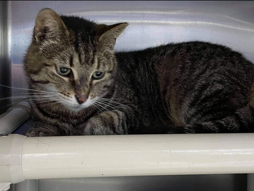 Henrietta - At the Shelter