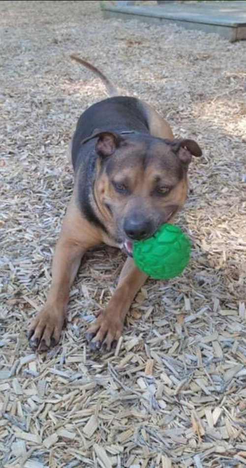 Buck - At the Shelter