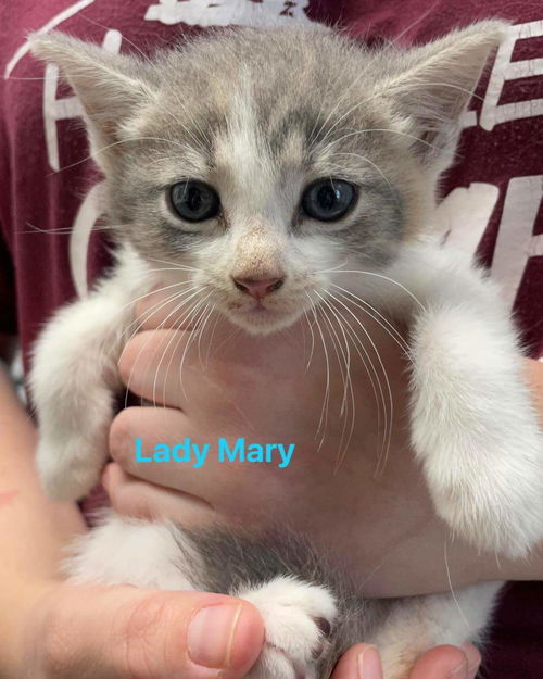 Lady Mary - Not At the Shelter