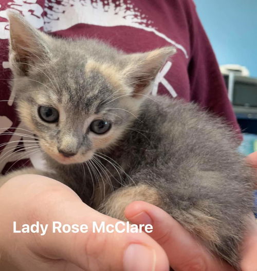 Lady Rose McClare - Not At the Shelter