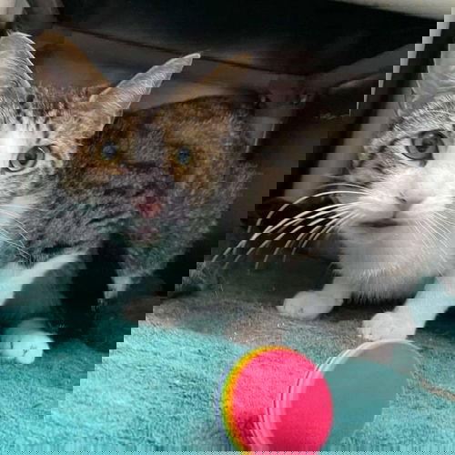 Tink Tink - At the Shelter