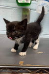 Lillibet - Not at the Shelter