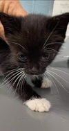 Lillibet - Not at the Shelter