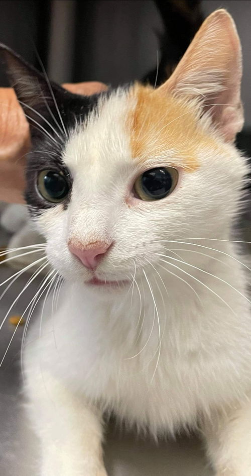 Sarafina: Petsmart