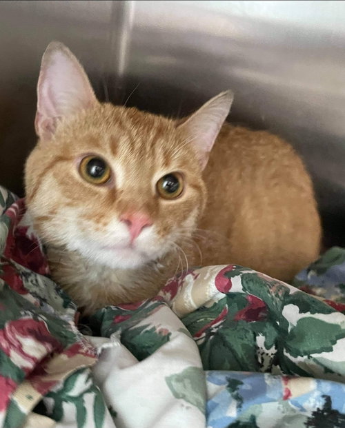 Mr. Whiskers: Not At the Shelter