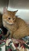 Mr. Whiskers: Not At the Shelter