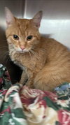 Mr. Whiskers: Not At the Shelter