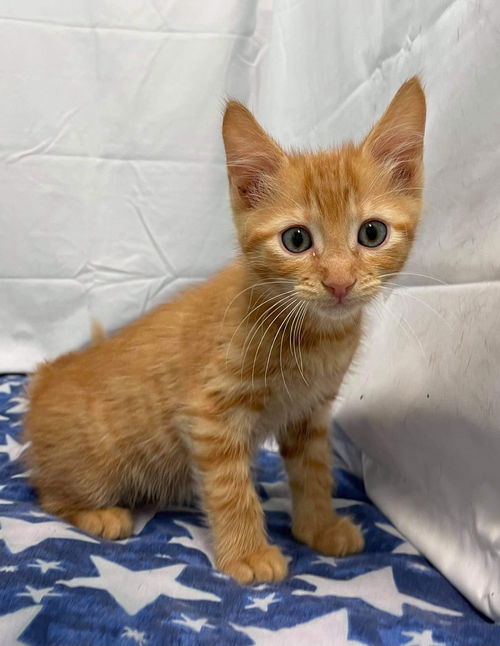 Tom - At the Shelter