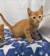 Tom - At the Shelter
