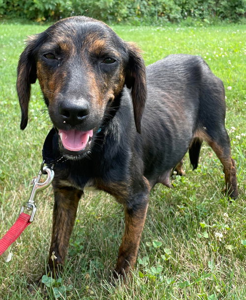 Dominique: Not at the shelter