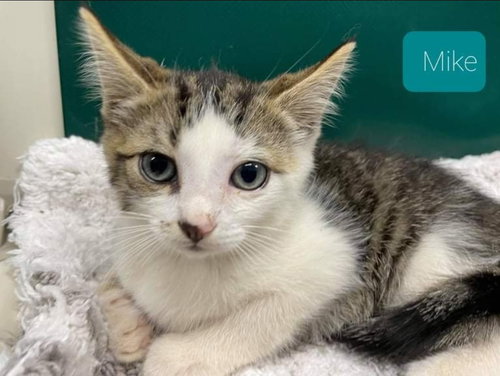 Mike - At the Shelter