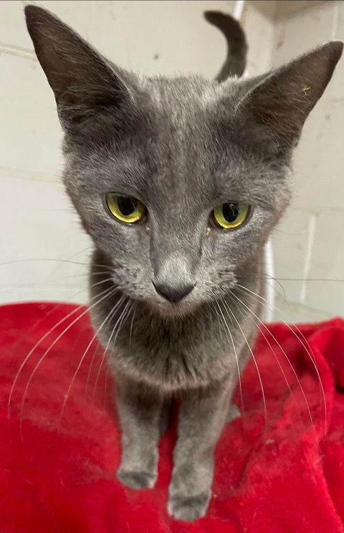 TangTang - Visit at Lynchburg Petsmart