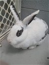 Wafer Bunny - Not at the Shelter