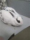 Wafer Bunny - Not at the Shelter