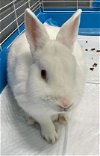 Junior (Bunny): Not at the Shelter