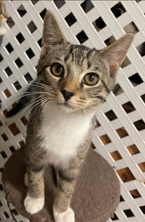Ambrose: Visit at Lynchburg PetSmart