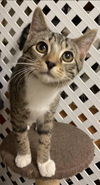 Ambrose: Visit at Lynchburg PetSmart