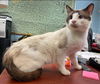 Prince William-Visit at Lynchburg Petsmart
