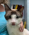 Prince William-Visit at Lynchburg Petsmart
