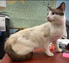 Prince William-Visit at Lynchburg Petsmart