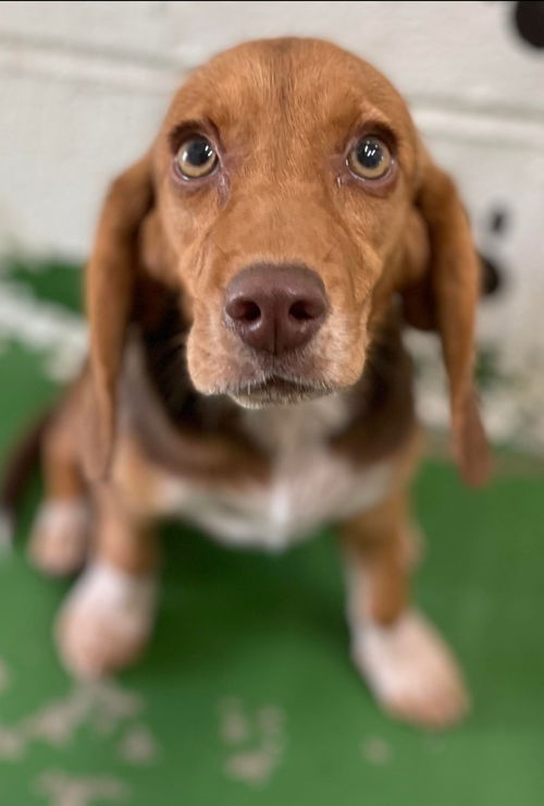 Poco (Pocahontas) Not at the Shelter