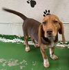 Poco (Pocahontas) Not at the Shelter