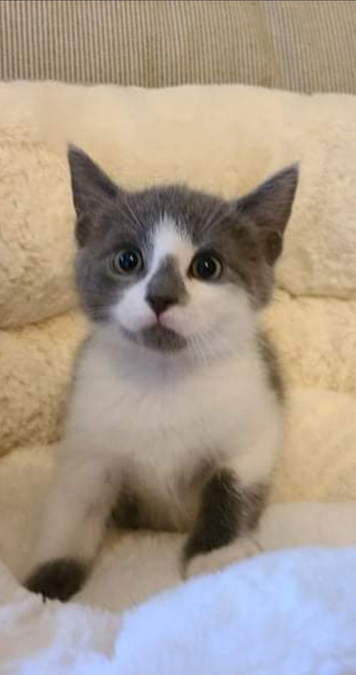 Smee - Not at the Shelter