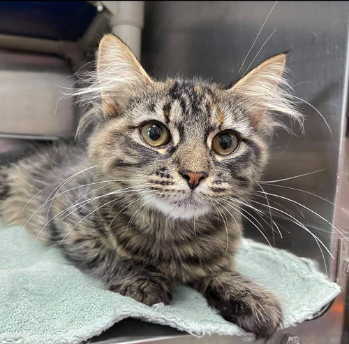 Naomi: Not At the Shelter