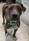 Alana: At the Shelter