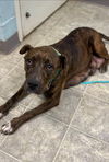 Alana: At the Shelter