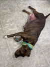 Alana: At the Shelter