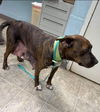 Alana: At the Shelter