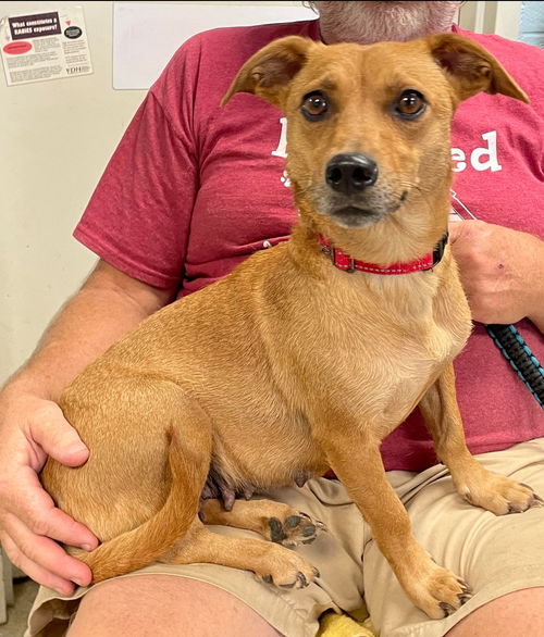 Princess: At the Shelter