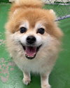 Crown: Not at the Shelter