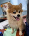 Crown: Not at the Shelter
