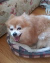 Crown: Not at the Shelter