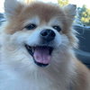 Crown: Not at the Shelter