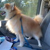 Crown: Not at the Shelter