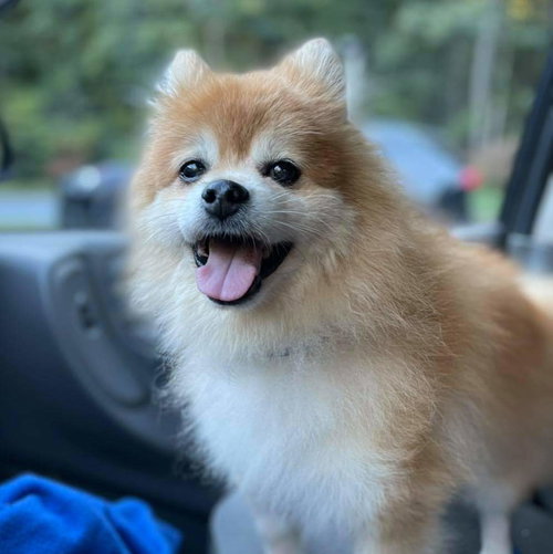 Crown: Not at the Shelter