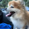 Crown: Not at the Shelter