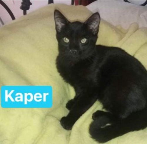 Kaper - Petsmart