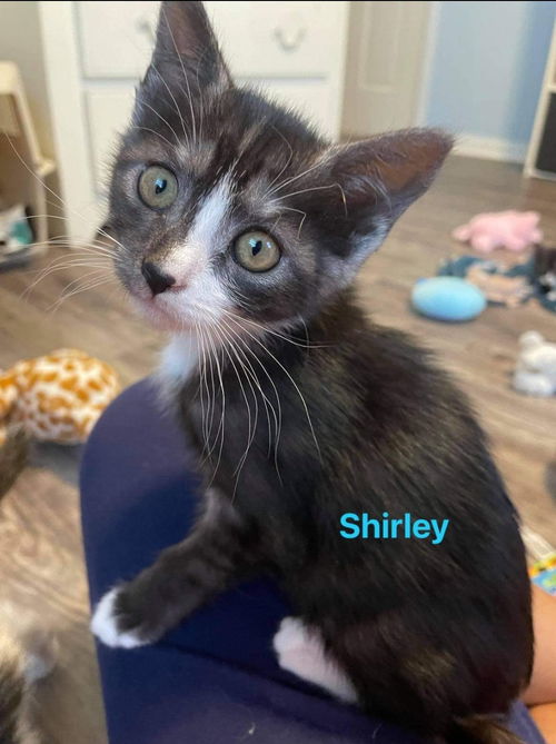 Shirley - Not at the Shelter