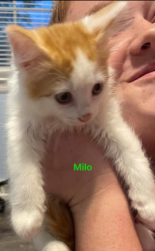 Milo - Not at the Shelter
