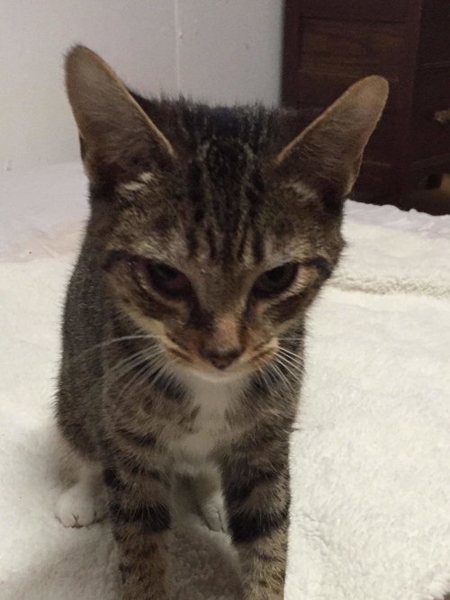 Bryan: Visit at Lynchburg Petsmart