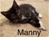 Dana's Manny - Not At the Shelter