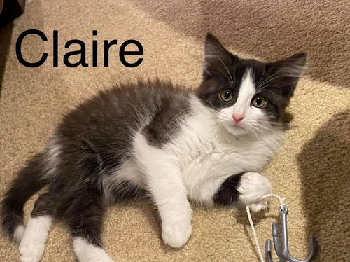 Dana's Claire - Not at the Shelter